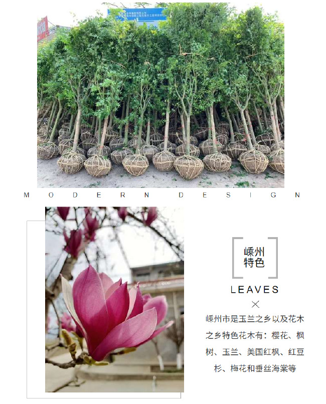 晚樱花 8 12 15公分新品种粉红花关山樱花树苗