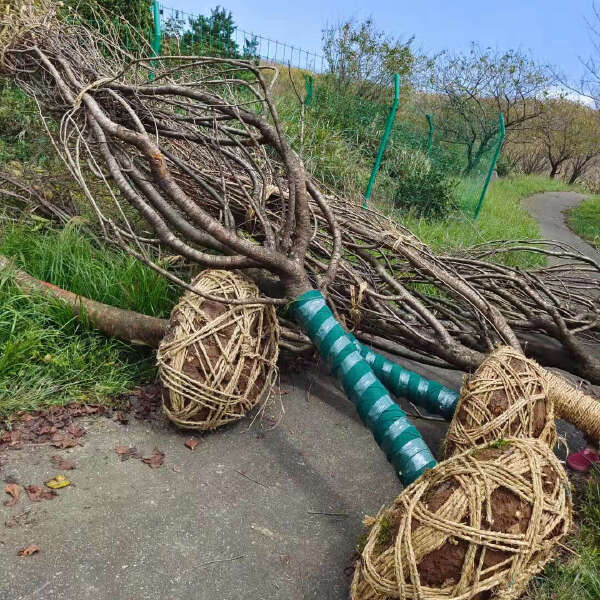 早樱 武汉染井吉白花新品种速生丛生高杆樱花树苗产地基地