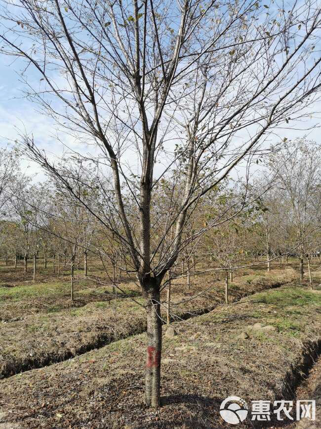 早樱 武汉染井吉白花新品种速生丛生高杆樱花树苗产地基地