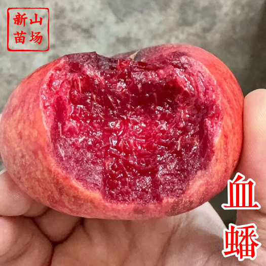长沙血蟠桃苗 新山苗场新品种早熟6月5月C26红肉血油蟠桃子树苗
