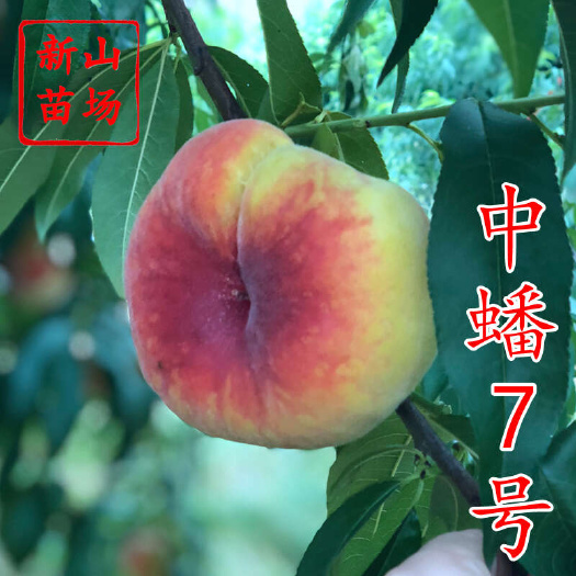 中蟠7号桃苗 郑果所早熟新品种黄金蟠中蟠102桃子树苗简介绍