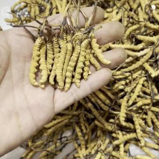 索县虫草