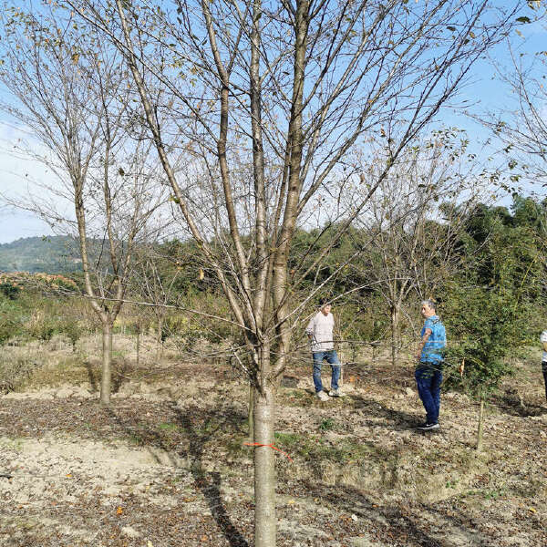 早樱 武汉染井吉白花新品种速生丛生高杆樱花树苗产地基地