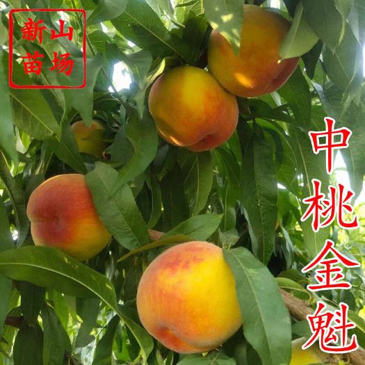 中桃金魁桃苗 郑果所新品种金怡纯甜早熟大果黄桃子树苗简介绍