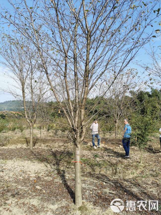 早樱 武汉染井吉白花新品种速生丛生高杆樱花树苗产地基地