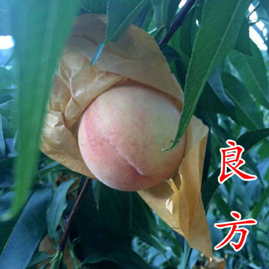 嵊州市良方桃苗 新品种正宗宁波奉化水蜜桃水密桃子树苗基地简介绍
