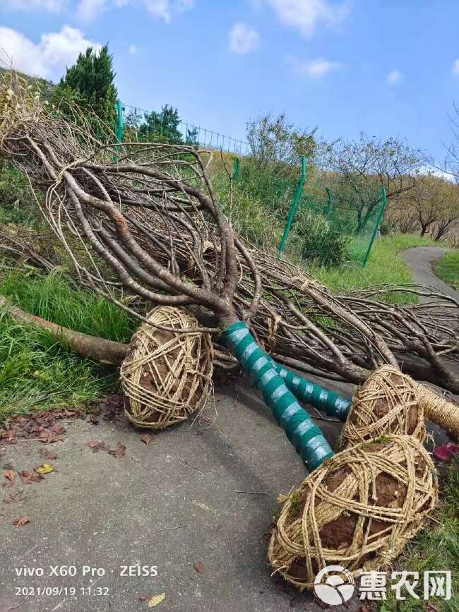 早樱 武汉染井吉白花新品种速生丛生高杆樱花树苗产地基地