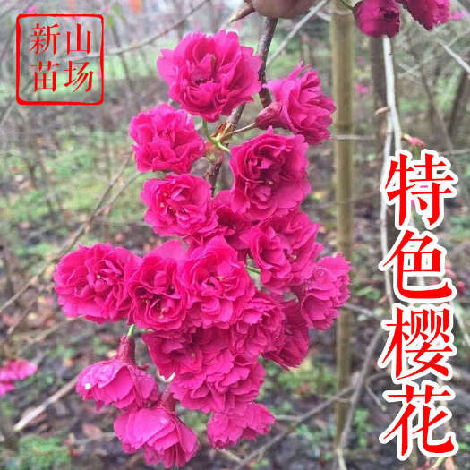 嵊州市佳人阳光樱郁金河津牡丹樱普贤象香水松月富士垂枝樱花新品种