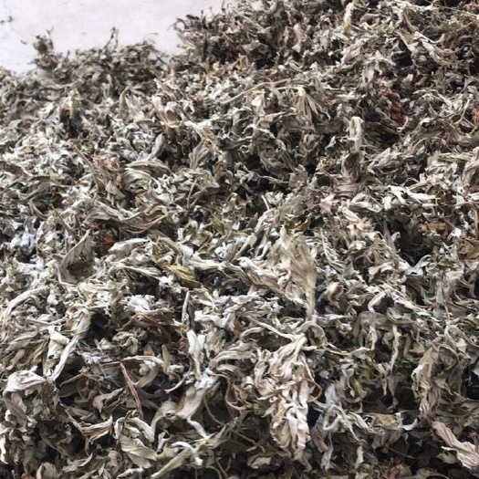 荆门艾叶，湖北艾叶