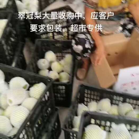 睢宁县皇冠梨，翠冠梨，丰水梨，秋月梨