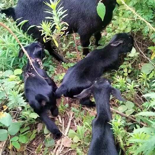 邵阳县出大小母羊群羊
