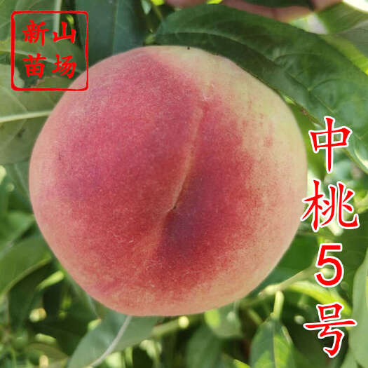 嵊州市中桃5号桃苗 新品种优质白桃硬脆7月成熟毛桃子树苗品种简介绍