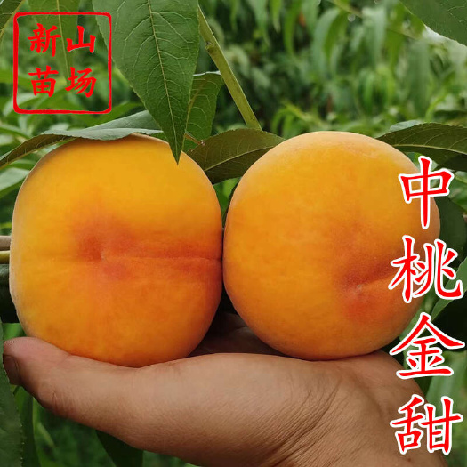 中桃金甜桃苗 新品种金怡纯甜早熟黄桃子树苗品种简介绍