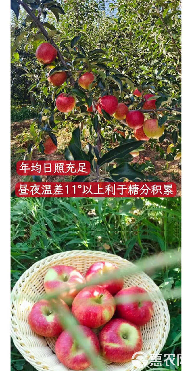 云南昭通红露苹果丑苹果冰糖心苹果5斤/8斤一件代发