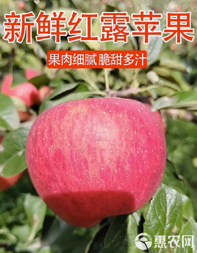 云南昭通红露苹果丑苹果冰糖心苹果5斤/8斤一件代发