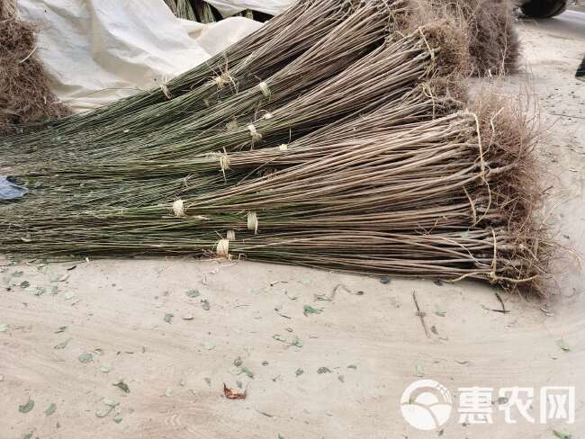 梅花小苗 红梅榆叶梅宫粉锦红垂枝梅朱砂骨里红绿萼美人梅花梅