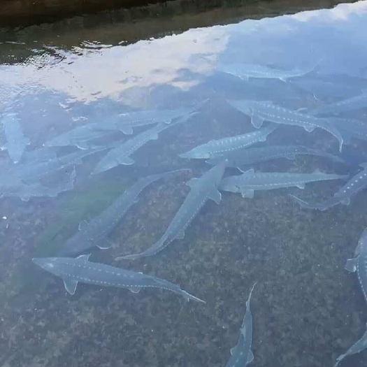 寻甸县鲟鱼，年产200吨，量大从优
