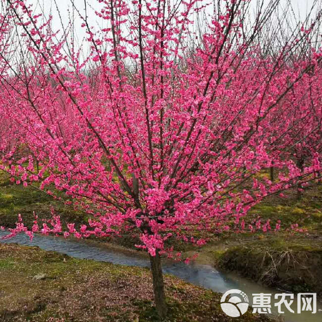 梅花树8 12公15公分红须朱砂绿萼梅绿梅花桩梅骨里红梅树基