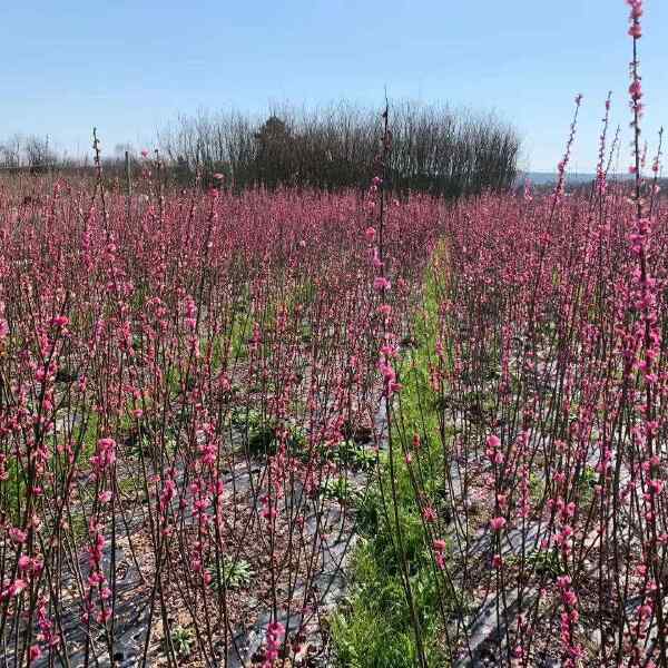 梅花小苗 红梅榆叶梅宫粉锦红垂枝梅朱砂骨里红绿萼美人梅花梅