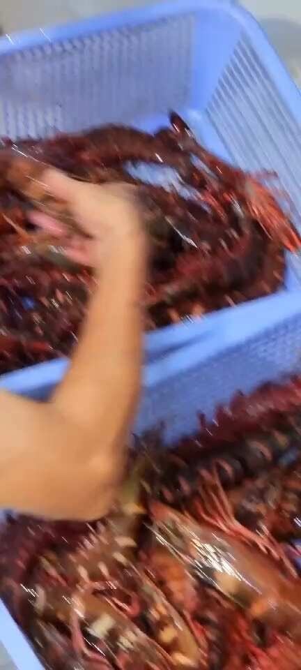 诏安县红虎虾一个半斤以上，这款红爪虾每只都带虾膏！品质非常OK