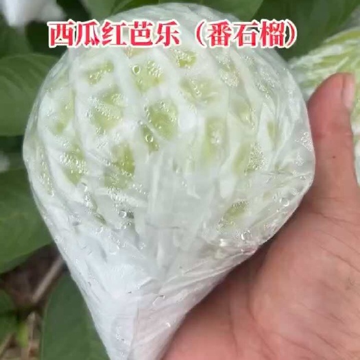 茂名西瓜红芭乐（番石榴）