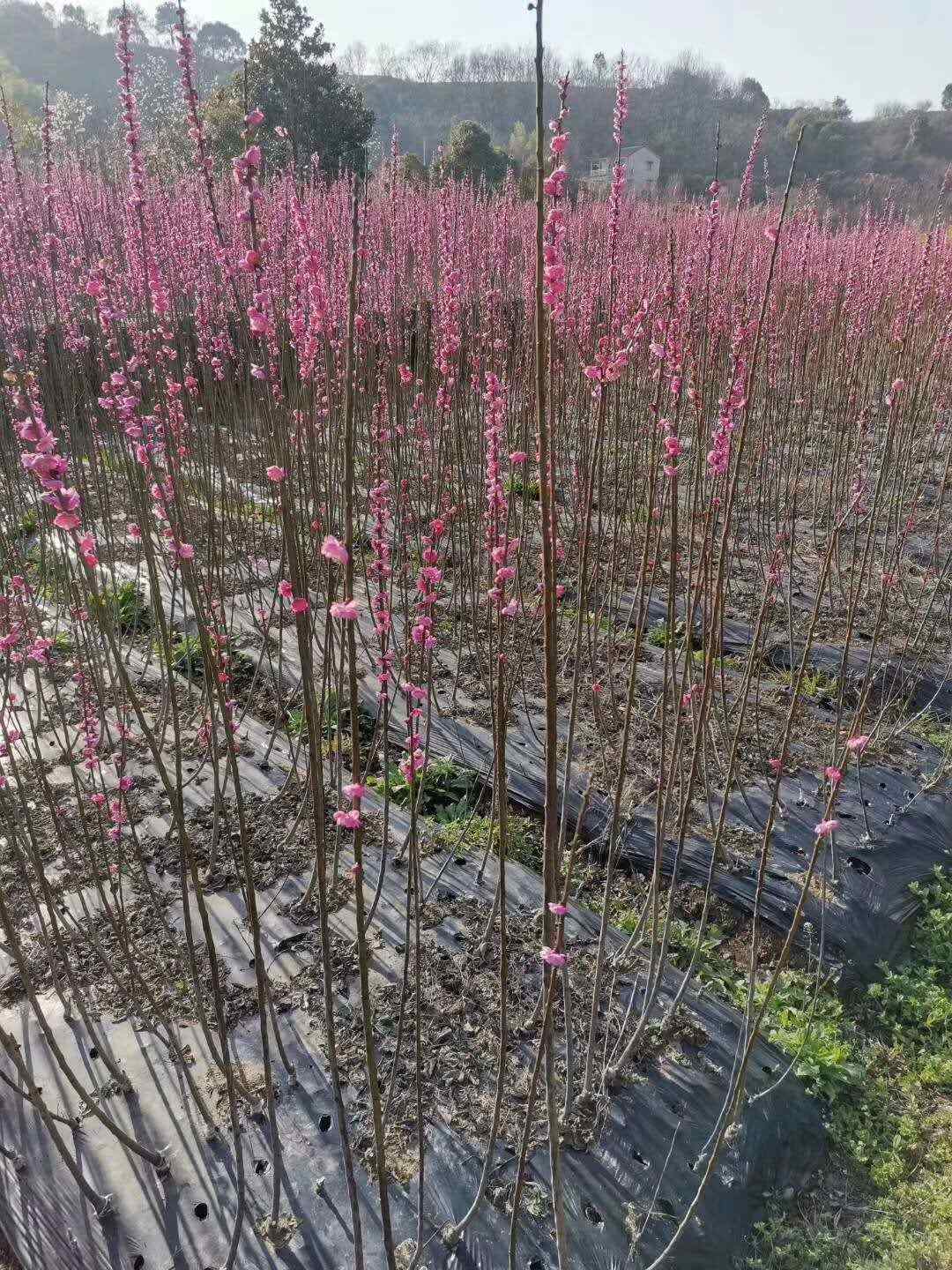 梅花小苗 紅梅榆葉梅宮粉錦紅垂枝梅朱砂骨里紅綠萼美人梅花梅