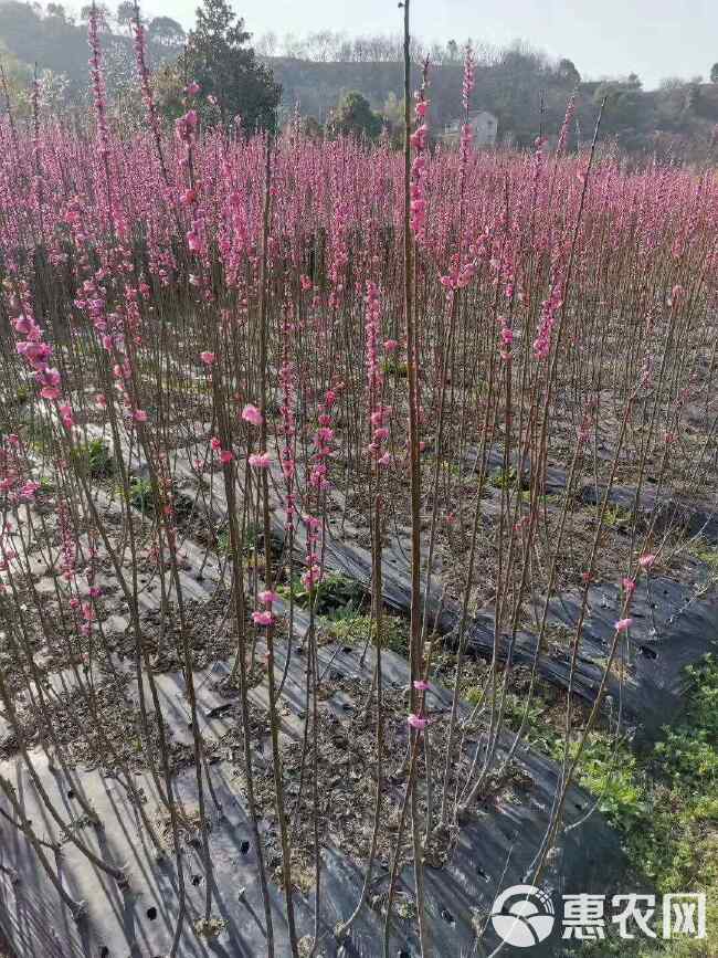 梅花小苗 红梅榆叶梅宫粉锦红垂枝梅朱砂骨里红绿萼美人梅花梅