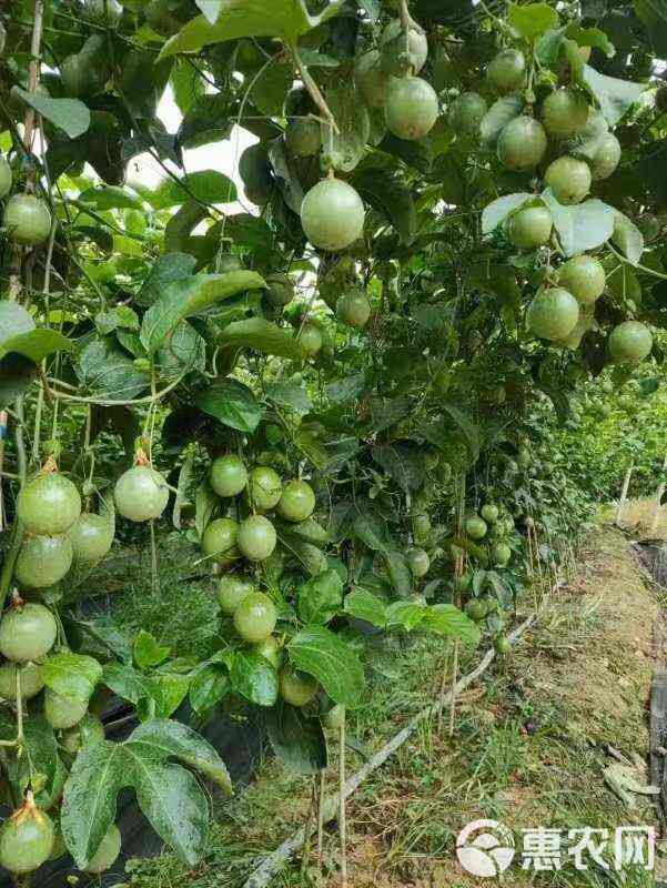 精品高山软密九号 百香果