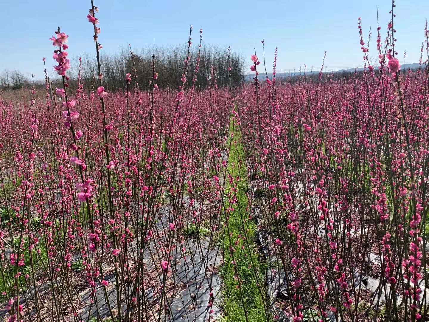 梅花小苗 紅梅榆葉梅宮粉錦紅垂枝梅朱砂骨里紅綠萼美人梅花梅