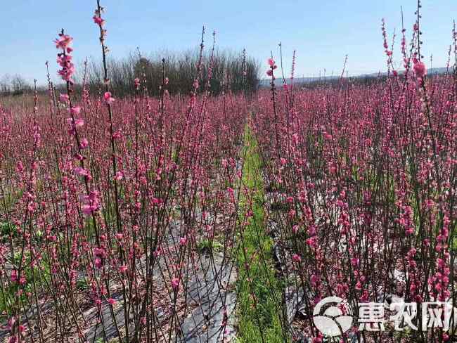 梅花小苗 红梅榆叶梅宫粉锦红垂枝梅朱砂骨里红绿萼美人梅花梅