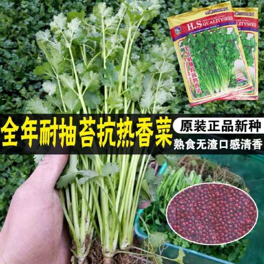 青县全年耐抽苔抗热香菜种子抗热三天芫荽树种子田园庭院大田蔬菜种籽