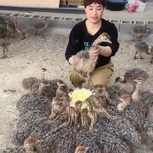 纯种一级优质鸵鸟苗，可当宠物饲养，吃草草