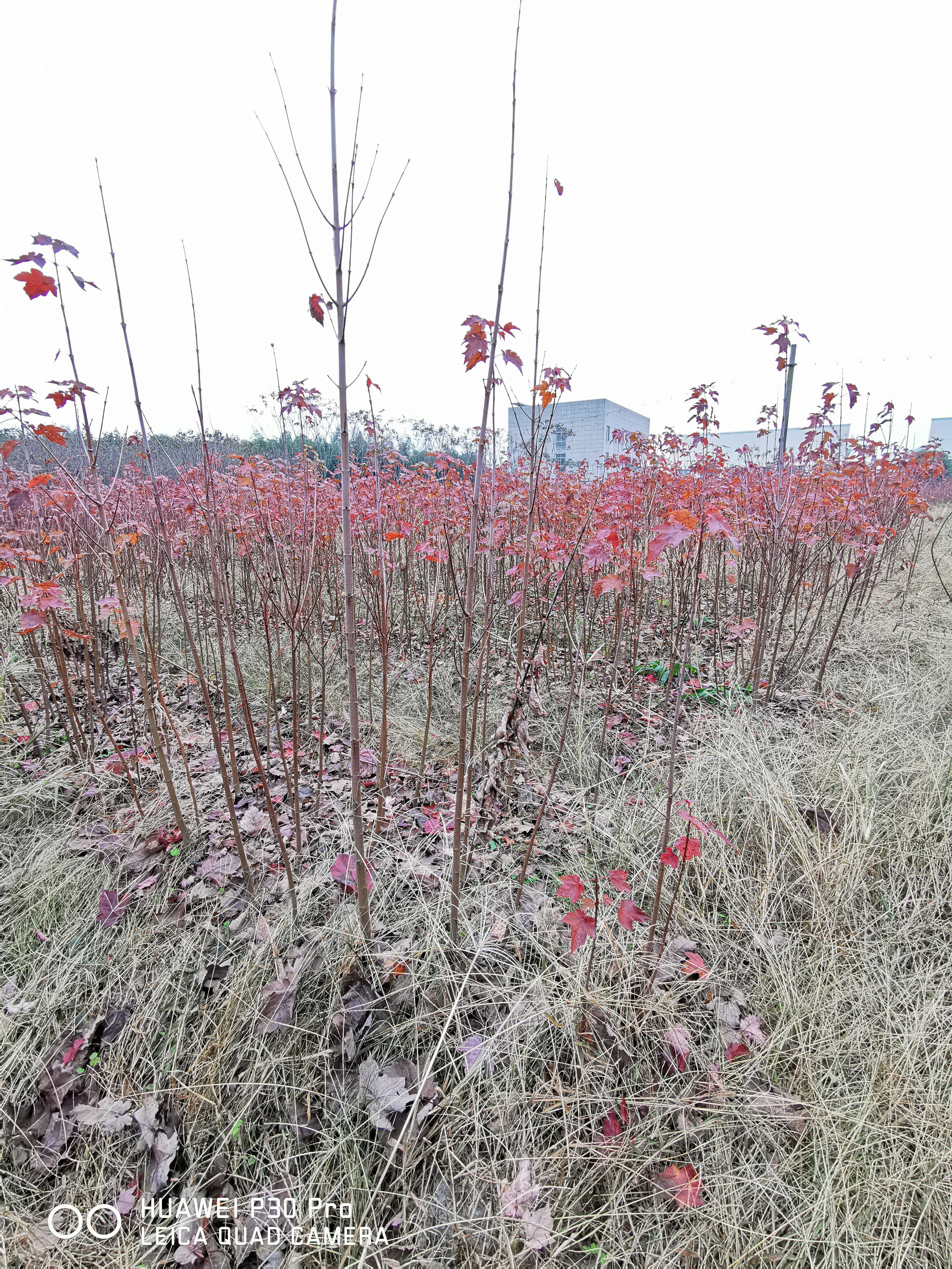 美國紅楓樹苗 新品種十月光輝秋火焰紅冠夕陽紅點基地退林還田