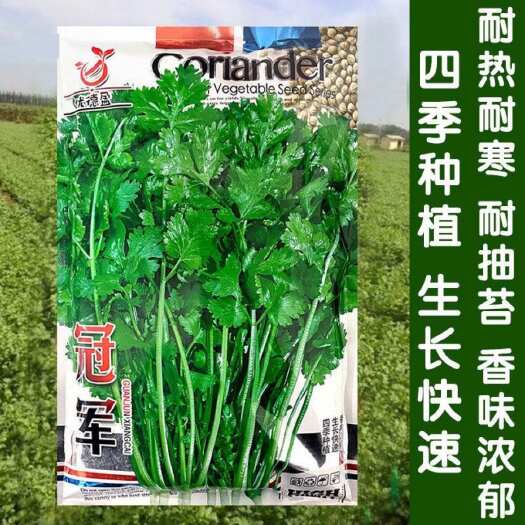 青县冠军香菜浓香香菜种子速生香菜耐抽苔耐热四季种庭院大田播蔬菜种