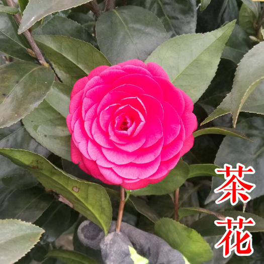 茶花树苗 1米 2米 茶花球美国茶花 红露珍山茶花小苗