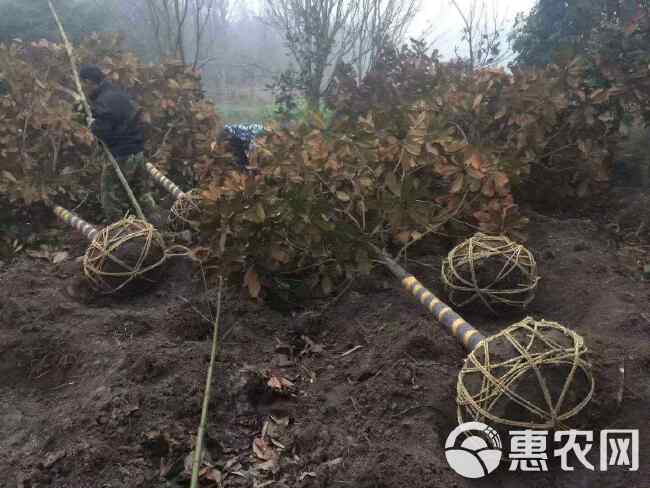 广玉兰树15-25公分移栽精品苗圃基地产地 退林还耕清地处理