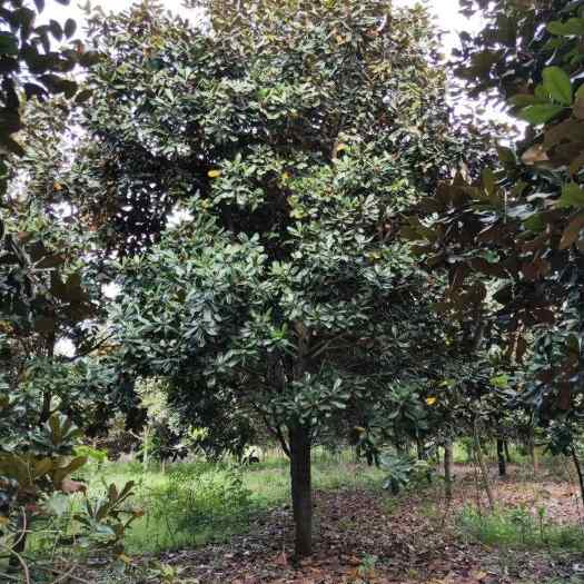 嵊州市广玉兰树15-25公分移栽精品苗圃基地产地 退林还耕清地处理
