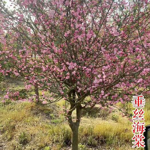 嵊州市垂丝海棠树苗 6 8 10 12公分西府海棠绚丽北美海棠小苗