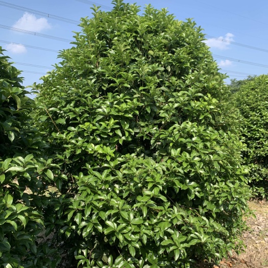 桂花树苗 丛生单杆高杆精品金桂银桂丹桂八月桂四季桂彩色桂基地