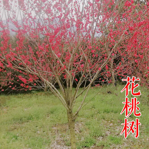 长沙花桃树 3-8公分紫叶红叶碧桃青叶菊花桃毛桃小苗圃基地退林