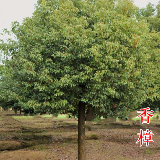 嵊州市香樟树 公分移栽全冠光杆骨架精品半冠工程苗小叶大叶香樟基地