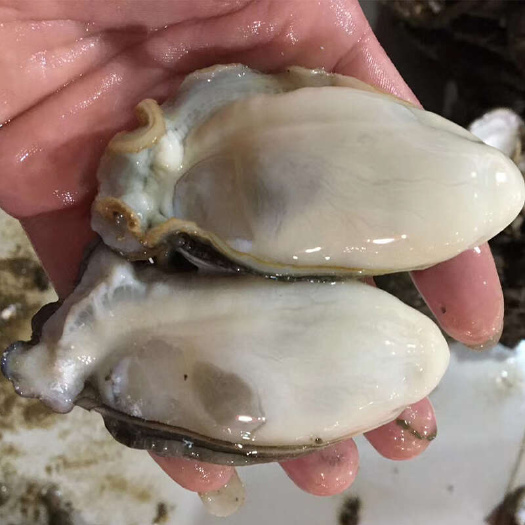 阳江当天现开冷冻生蚝肉