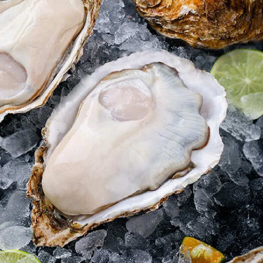 阳江带壳生蚝批发