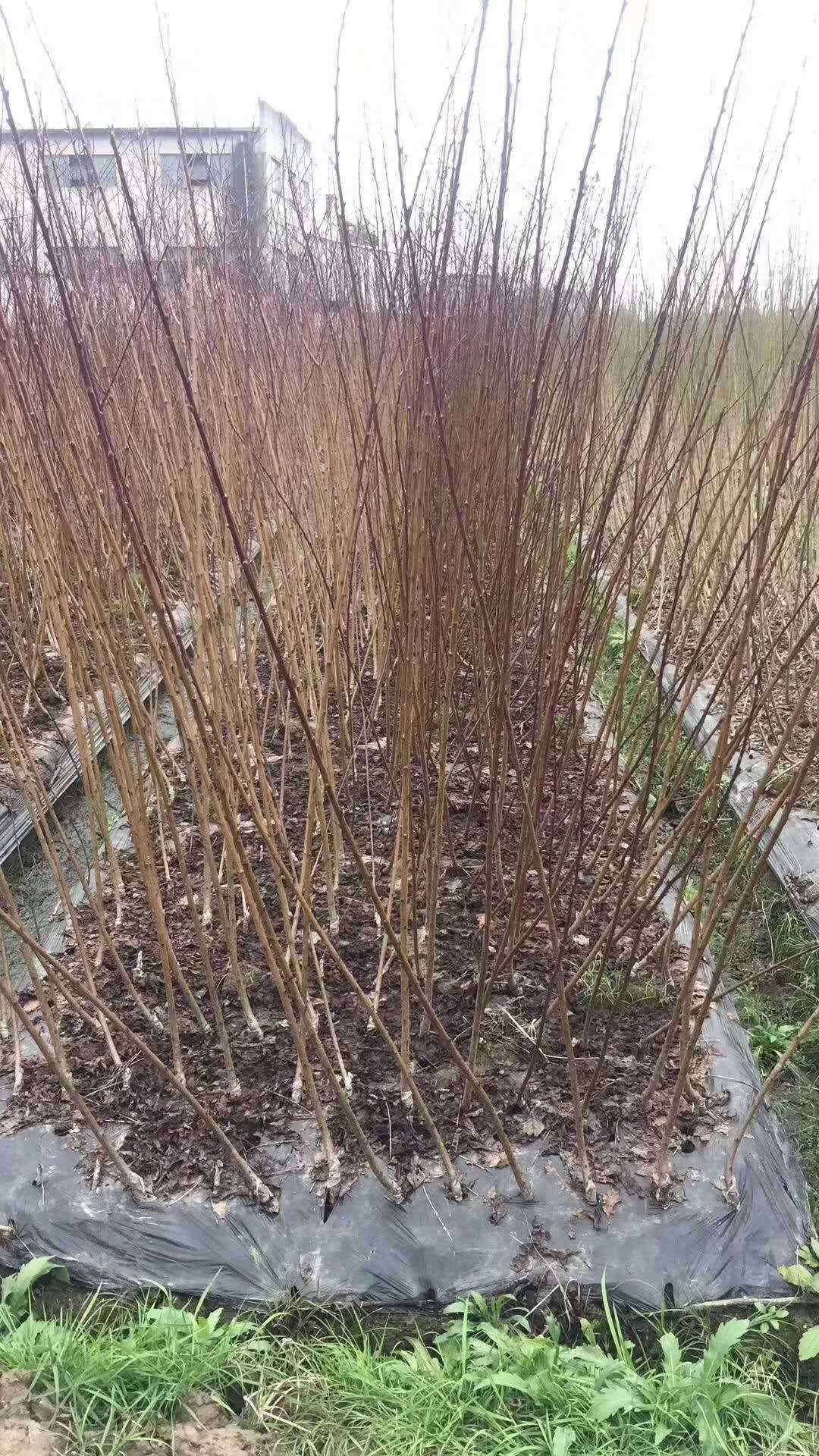 花桃树 3-8公分紫叶红叶碧桃青叶菊花桃毛桃小苗圃基地退林