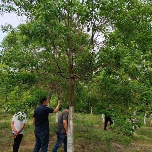 乌桕10公分12公分15公分18公分精品丛生乌桕苗圃基地