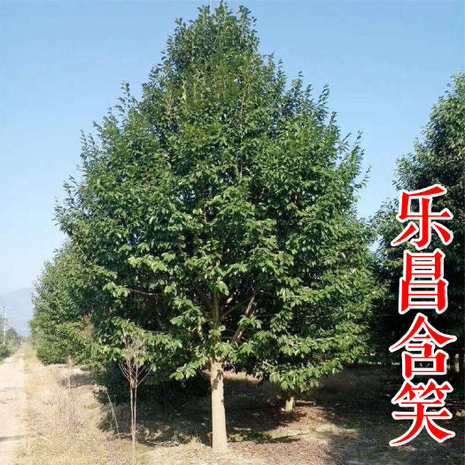 乐昌含笑树苗 10 12 15公分深山含笑小苗电话苗圃基地产