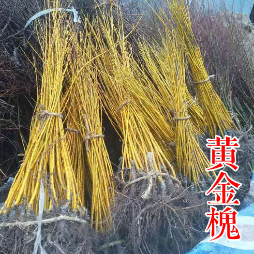 嵊州市金枝槐 黄金槐树苗 6 8公分工程苗国槐基地产地低价处理退林