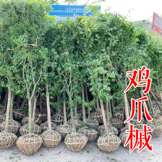 嵊州市鸡爪槭 8公分10公分12公分15公分18公分精品小叶基地小