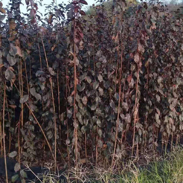 红叶李树苗 紫叶稠李 8 10 12 15公分精品紫叶李产地