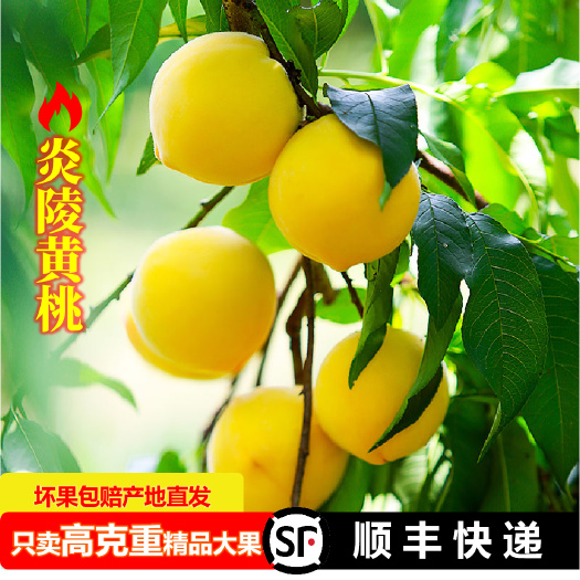 湖南炎陵黄桃新鲜水果现摘现发高山黄桃
